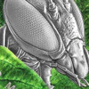 2022 - Macro Mantis Macro Insects 2 oz Antique finish Silver Coin 5$ Niue