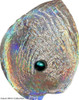 2012 - Sea Treasures Haliotis Iris Silver Proof With Pearl