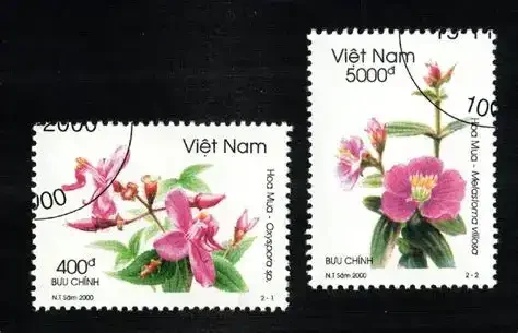 Vietnam Hoa Mua oxyspora sp 2000