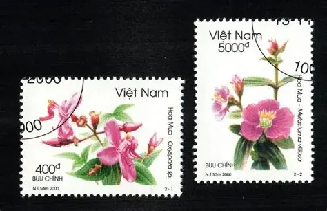Vietnam Hoa Mua oxyspora sp 2000