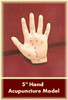 Hand Acupuncture Model 5"