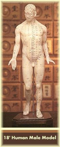 Acupuncture Male Model 18"