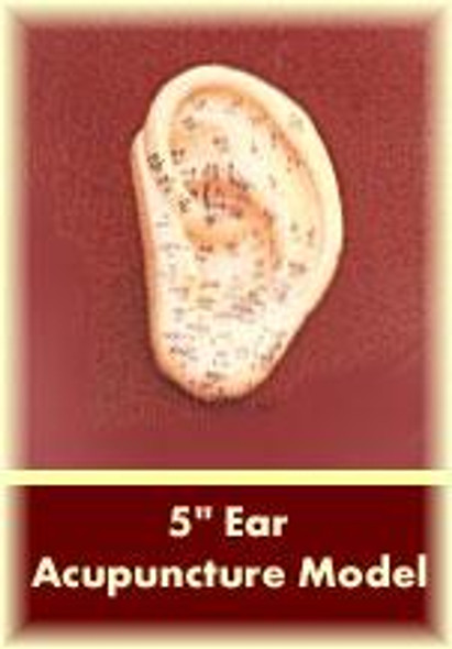 Ear Acupuncture Model 5"