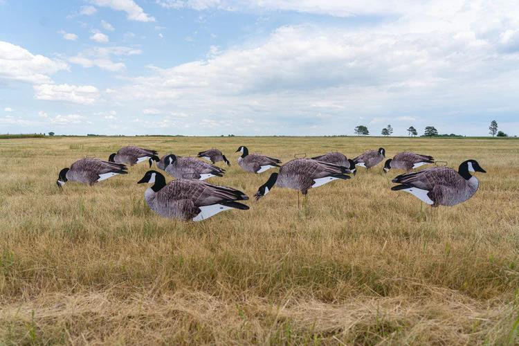 Greenhead Gear Canada Goose Silhouette Decoys - Thumbnail 4