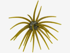 Hag's Prickly Pear - Urchin Style - 25mm -