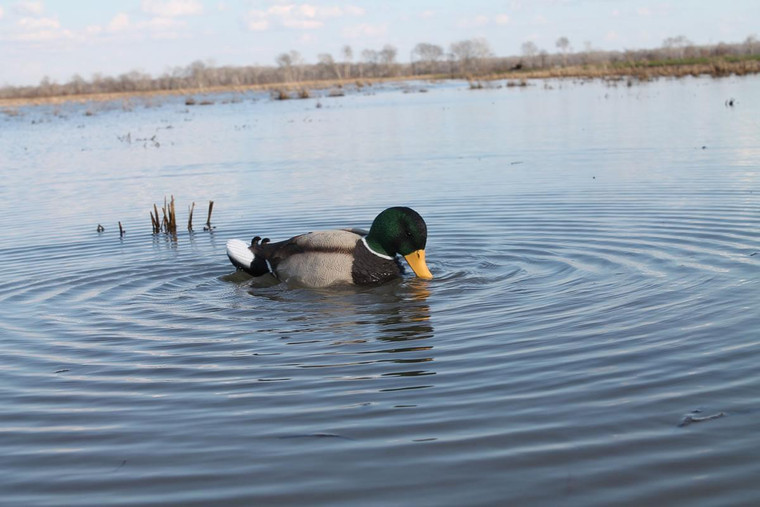 MOJO Outdoors Rippler - Mallard Decoy - 816740003184