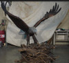 Custom-made Eagle Landing in a Nest