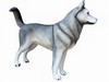 Siberian Husky