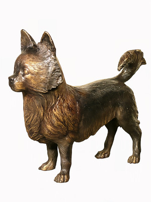 Bronze Pomeranian