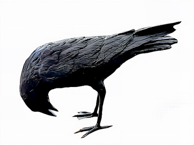 Black Raven - D - SALE!