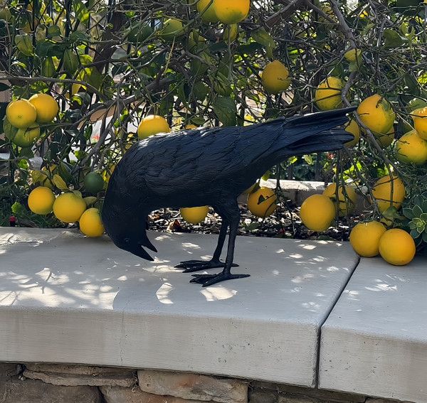 Black Raven - D - SALE!