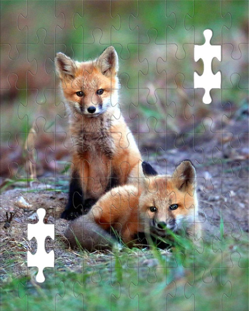 Puzzle - Fox Kits in Ely, MN by Eric Sherman -