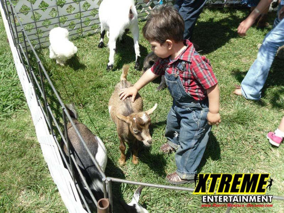 pony rides | Party Rentals Of Ft Lauderdale