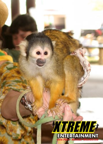 "Child interacting with a squirrel monkey during a hands-on animal encounter"