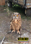 "Educational eagle owl encounter showcasing the bird's size and beauty"