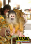 "Child interacting with a squirrel monkey during a hands-on animal encounter"