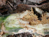 Squash Vine Borer Larvae