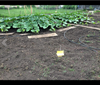 Squash Vine Borer Trap in field