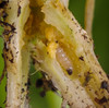 Squash Vine Borer Larvae