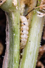 Squash Vine Borer Larvae