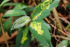 Citrus Leafminer Damage to Leaf