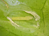 Citrus Leafminer Larvae