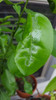 Citrus Leafminer Damage to Leaf