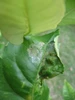 Citrus Leafminer Damage to Leaf