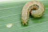 Fall Armyworm larvae on leaf