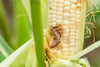 Fall Armyworm larvae damage