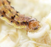 Corn Earworm larvae boring into vine tissue