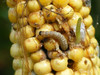 Corn Earworm larvae on yellow corn cob