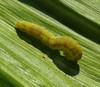 Corn Earworm larvae on green foliage