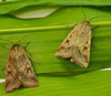2 Corn Earworm Moths on green foliage