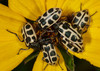 Spotted cucumber beetles on flower