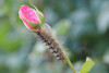 Spongy Moth (Gypsy Moth) Larvae of flowering plant