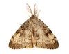 Mature Spongy Moth (Gypsy Moth)