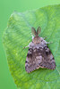 Mature Spongy Moth (Gypsy Moth) on leaf