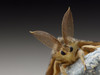 Mature Spongy Moth (Gypsy Moth)