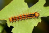 Spongy Moth (Gypsy Moth) Larvae on leaf