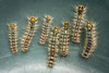 Group of Spongy Moth (Gypsy Moth) Larvae