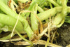 Squash Vine Borer Damage