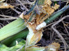 Squash Vine Borer Larvae