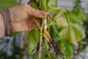 Squash Vine Borer Damage