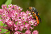 Mature Squash Vine Borer