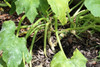 Squash Vine Borer Damage