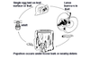 Codling Moth & Oriental Fruit Moth Trap lifecycle
