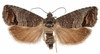 Codling Moth