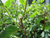 VivaTrap! PredaLure attracts beneficial insects to help combat spider mites