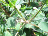 VivaTrap! PredaLure attracts beneficial insects to help combat spider mites